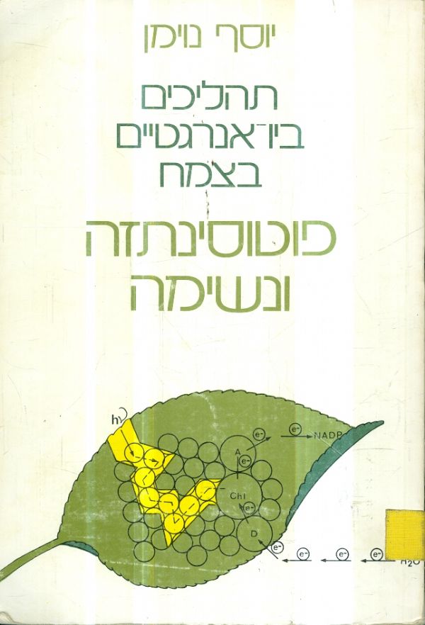 תהליכים ביו אנרגטים בצמח פוטוסינתזה ונשימה