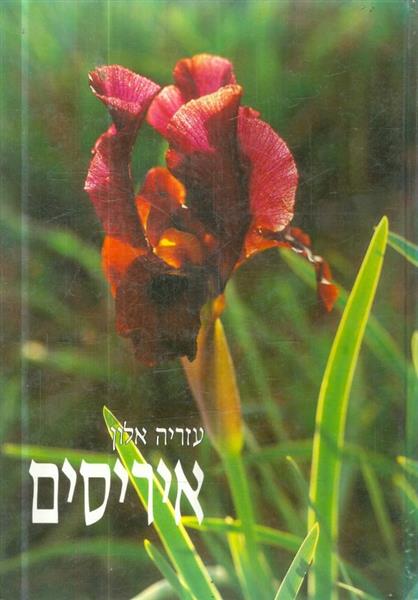 איריסים