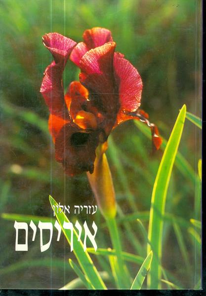 איריסים