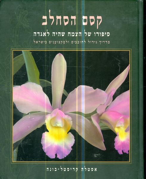 קסם הסחלב